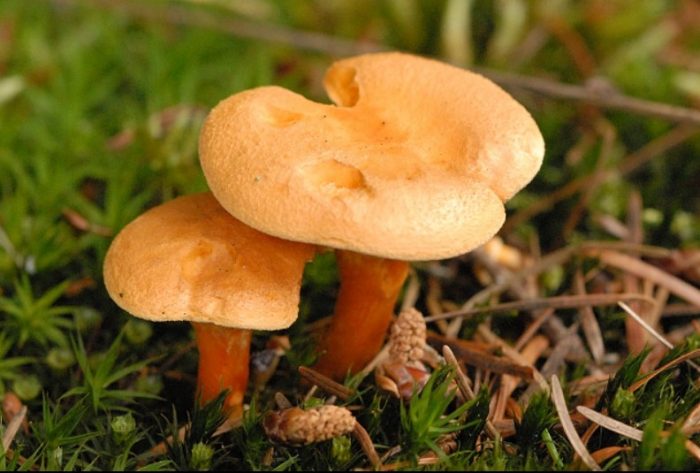 Dalawang maling chanterelles