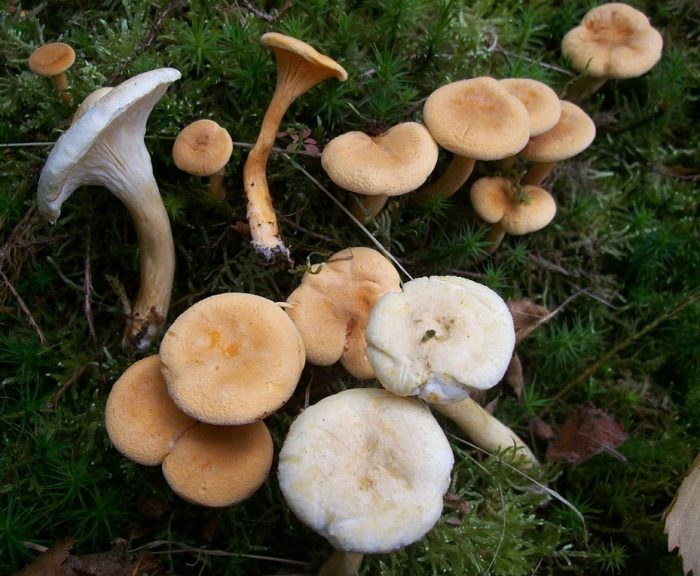 Pamilya ng mga maling chanterelles