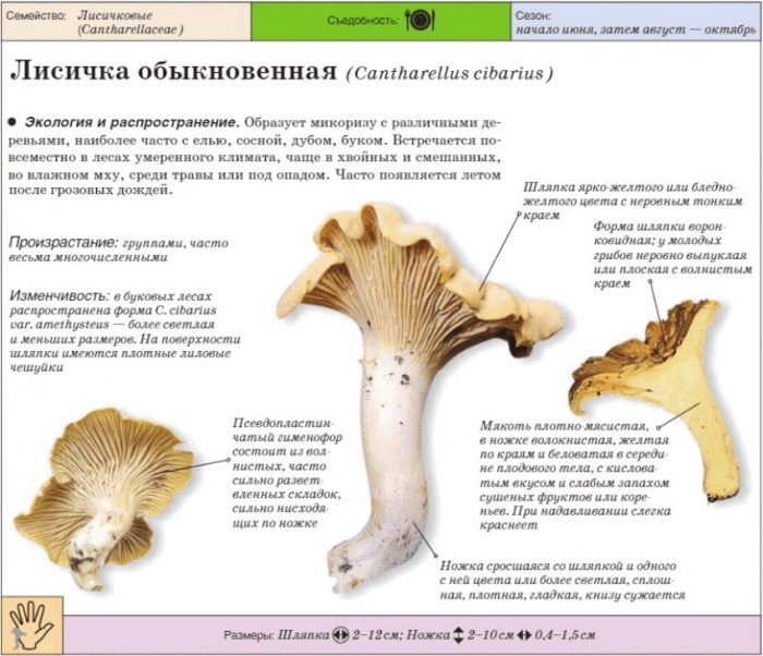 Karaniwang chanterelle