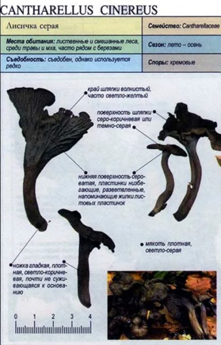 Paglalarawan ng mga kulay abong chanterelles