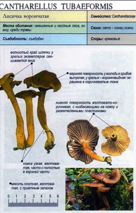 Paglalarawan ng trumpeta chanterelle