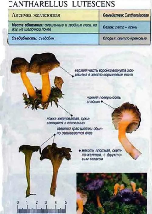 Paglalarawan ng naninilaw na chanterelle