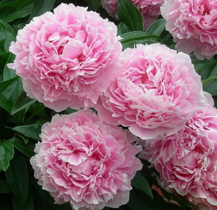 Mga kulay rosas na peonies na si Sarah Bernhardt