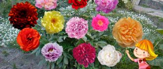 Iba't ibang uri ng peonies