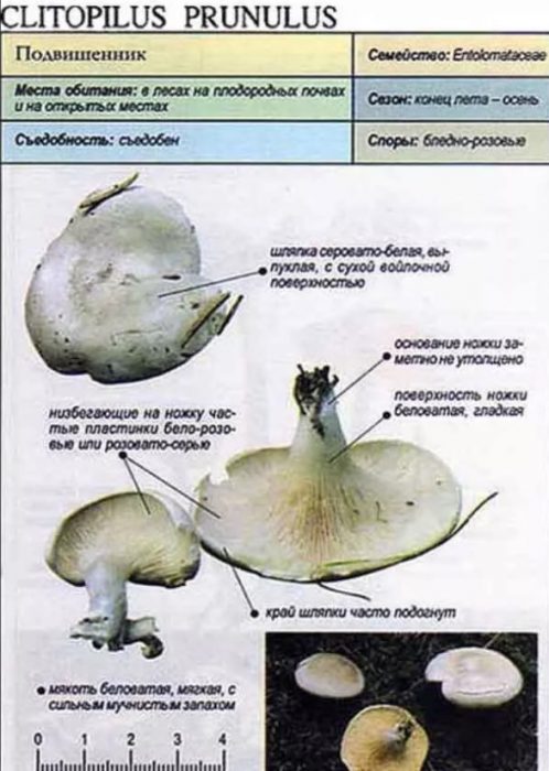 Subvishennik