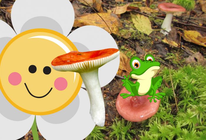 Russula sa kagubatan