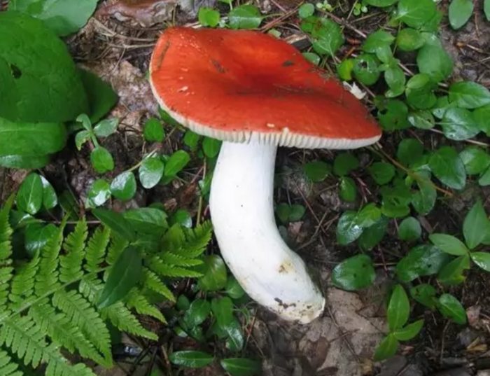 Tangkay ng Russula