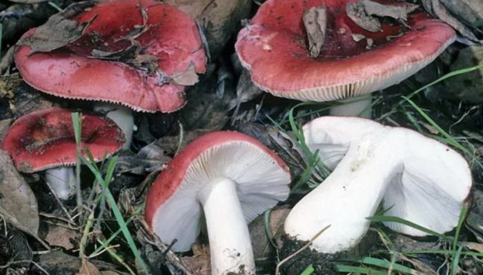 Russula sa seksyon