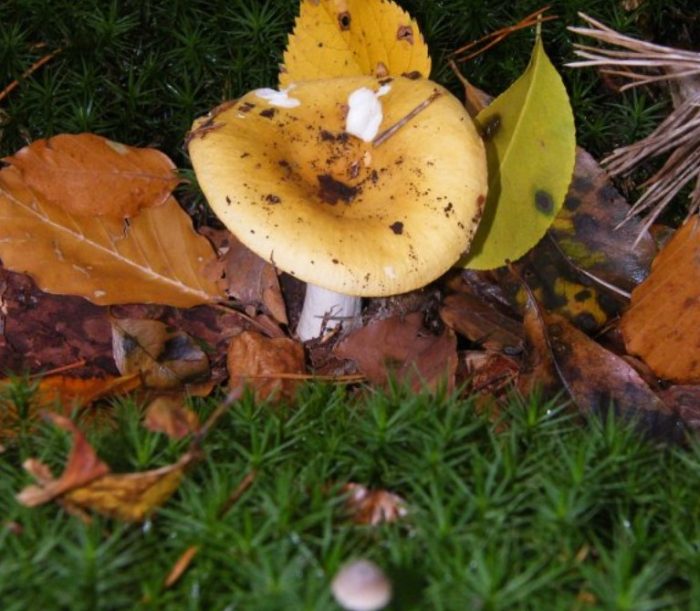 Russula sa taglagas