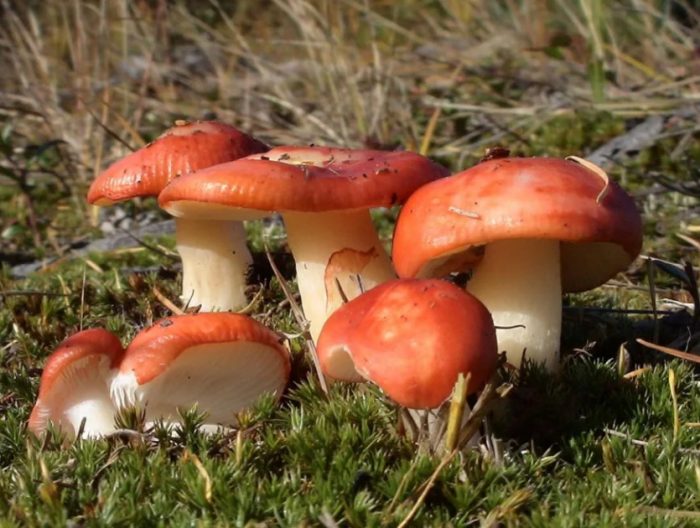 Russula