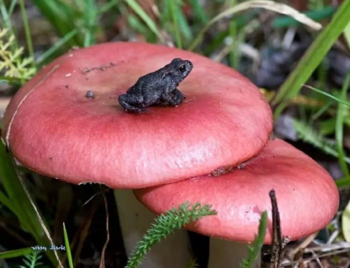 Sumbrero ng Russula