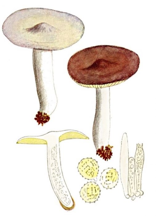 Istruktura ng Russula