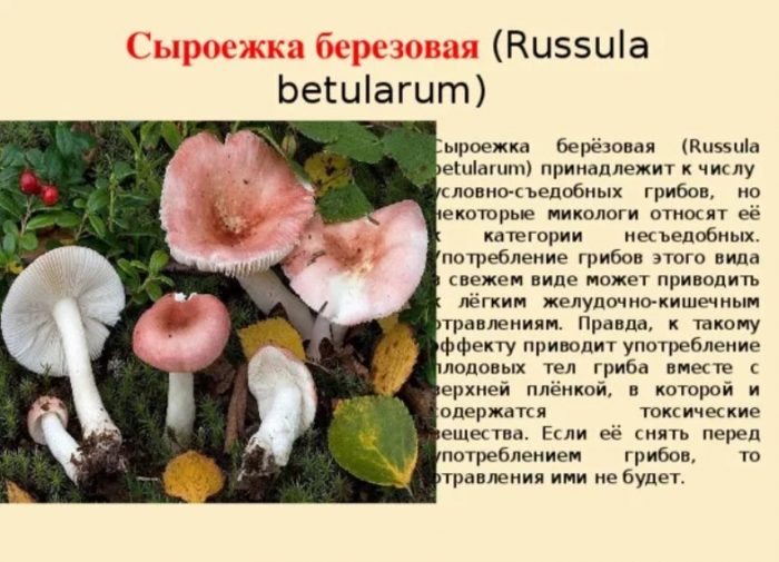 Paglalarawan ng Birch Russula