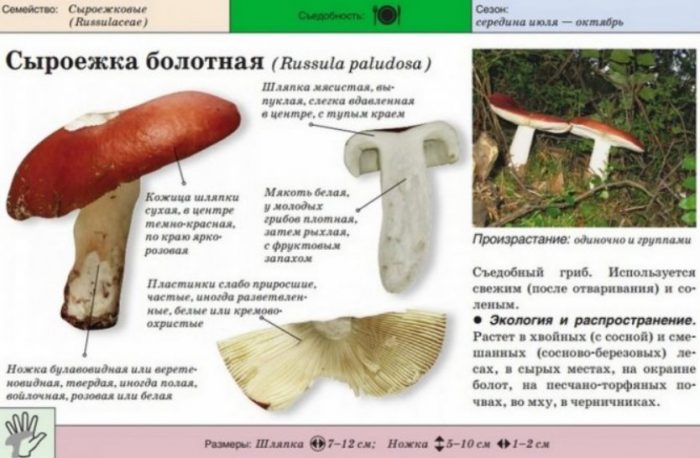 Paglalarawan ng Marsh Russula