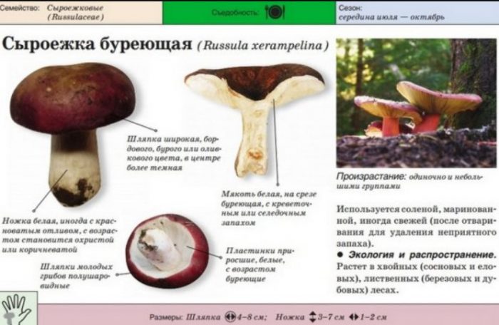 Russula russula
