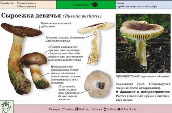 Paglalarawan ng Maiden Russula