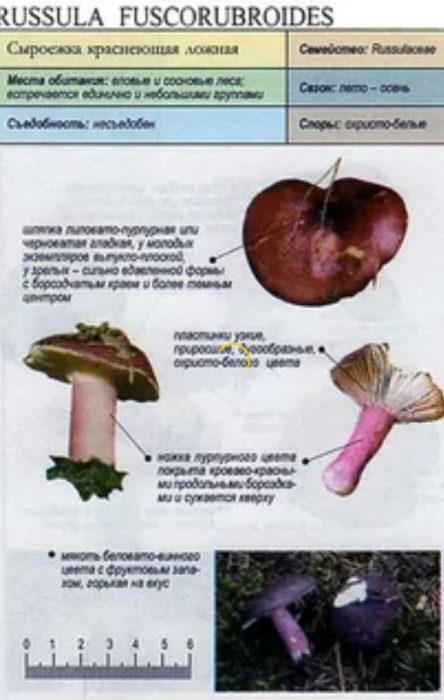 Paglalarawan ng maling pulang russula
