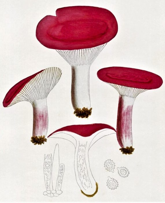 Magagandang kabute ng russula