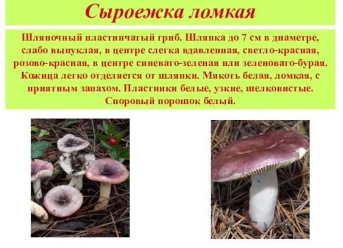 Paglalarawan ng malutong na russula
