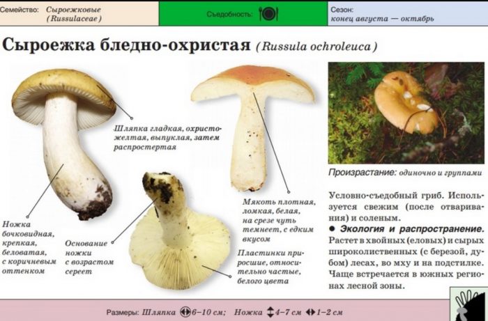 Paglalarawan ng okre russula