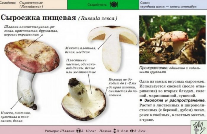 Nakakaing russula