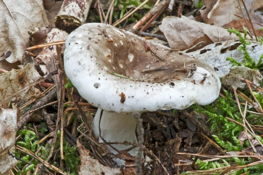 Russula podgruzdok (puting takip ng gatas)
