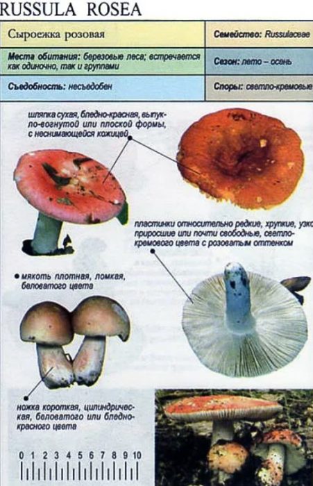 Rosas na russula