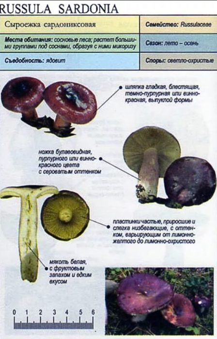 Sardonyx russula