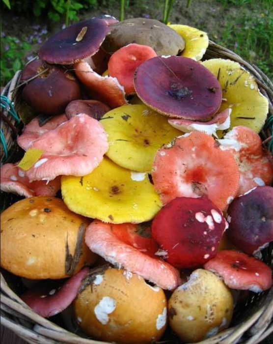 Iba't ibang kabute ng russula