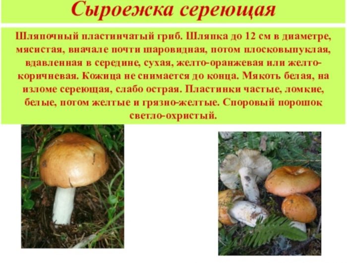 Paglalarawan ng Russula sulcata