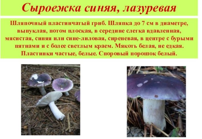 Paglalarawan ng asul na russula