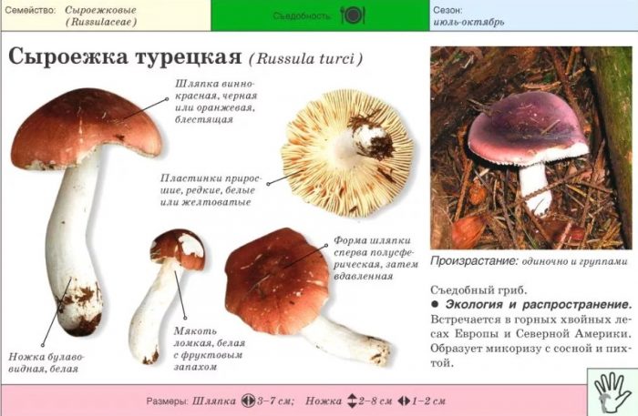Russula ng Turko