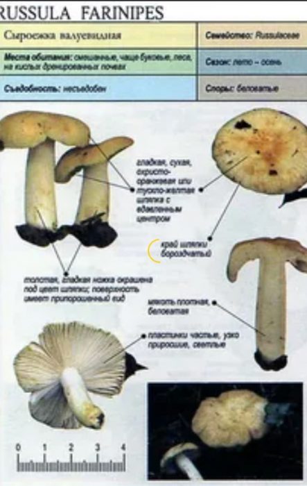 Paglalarawan ng russula vallui