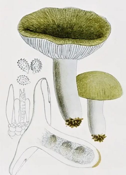Istruktura ng Russula forkata