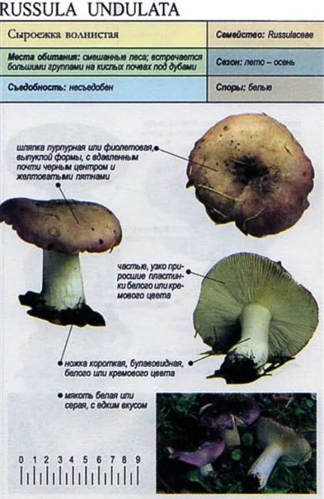 Russula undulata