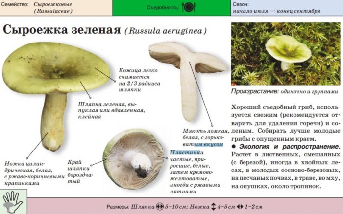 Paglalarawan ng berdeng russula