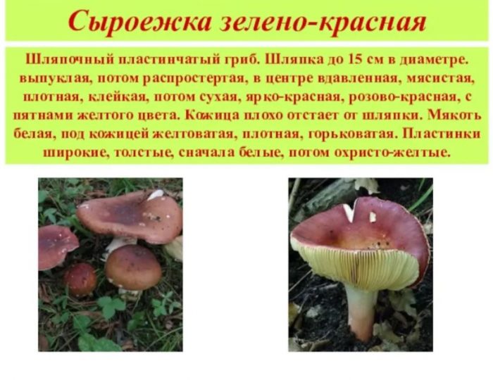 Berde-pulang russula