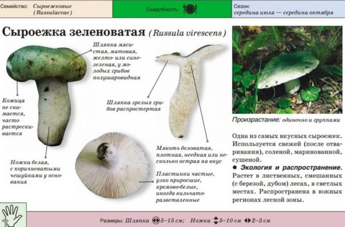 Maberdeng russula