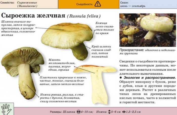 Paglalarawan ng Gall Russula