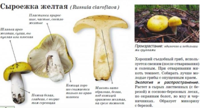 Paglalarawan ng dilaw na russula
