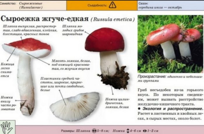 Paglalarawan ng maanghang na russula