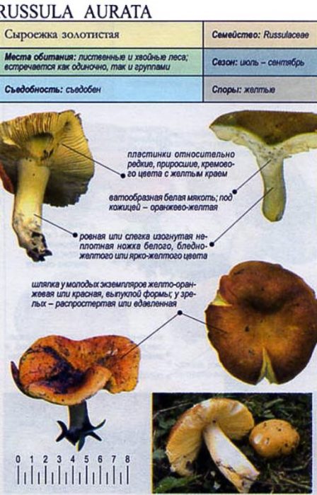 Paglalarawan ng Russula aurea
