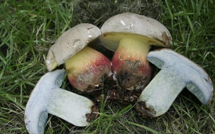 Boletus pulcherrima