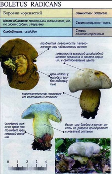 Paglalarawan ng Boletus stumpy