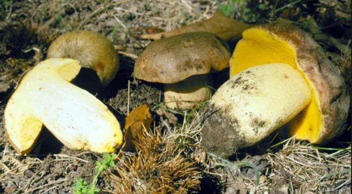 Pamilya ng mga semi-puting boletes