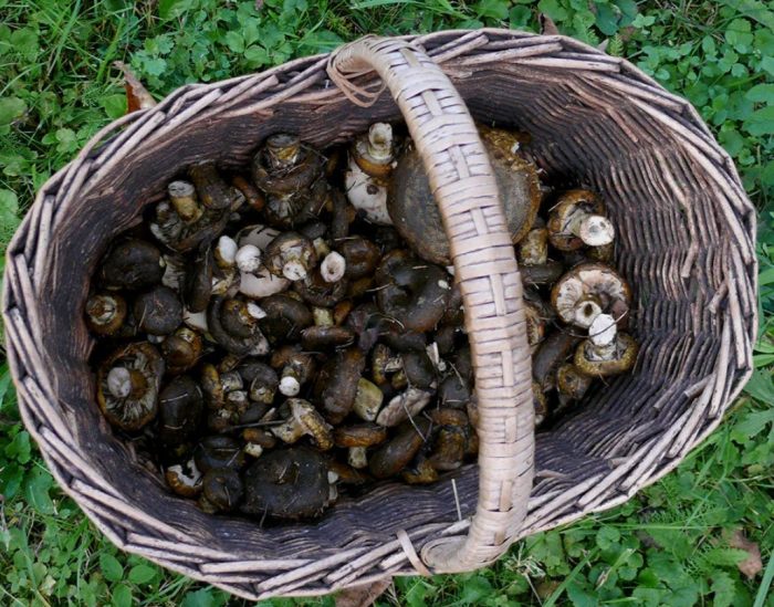 Isang basket ng mga itim na kabute ng gatas