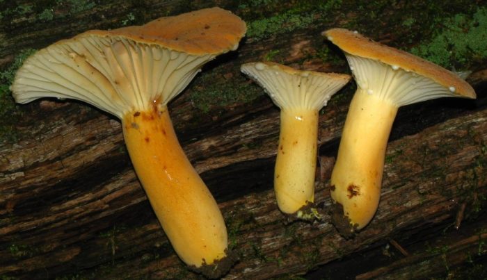 乳草（Milkweed Hygrophoroides）