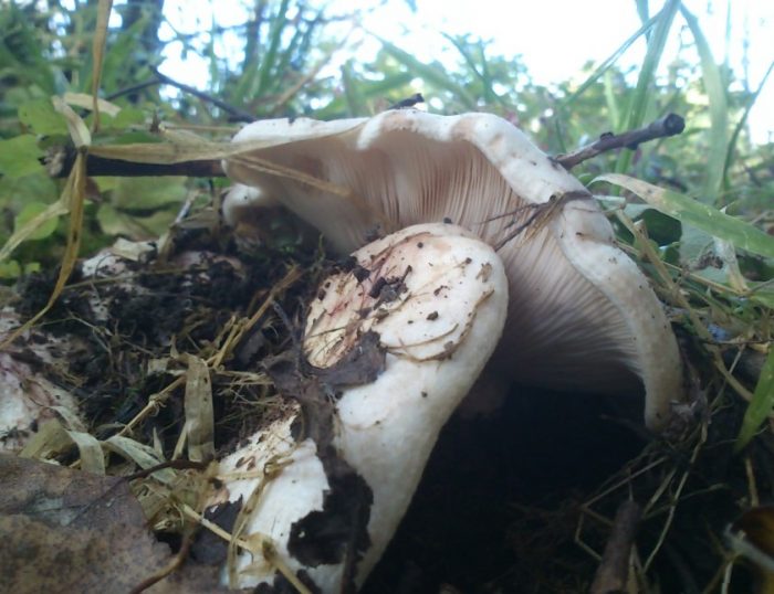 Mushroom na gatas ng Aspen sa kagubatan