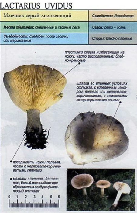 Kulay abong lila ng milkcap