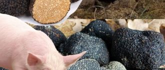 Paano makahanap ng mga itim na truffle